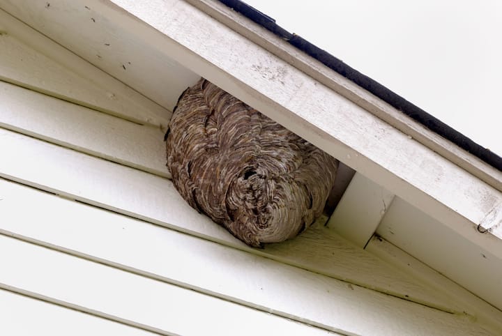 Experts in Pest Control Bees Hornets Lithia Springs